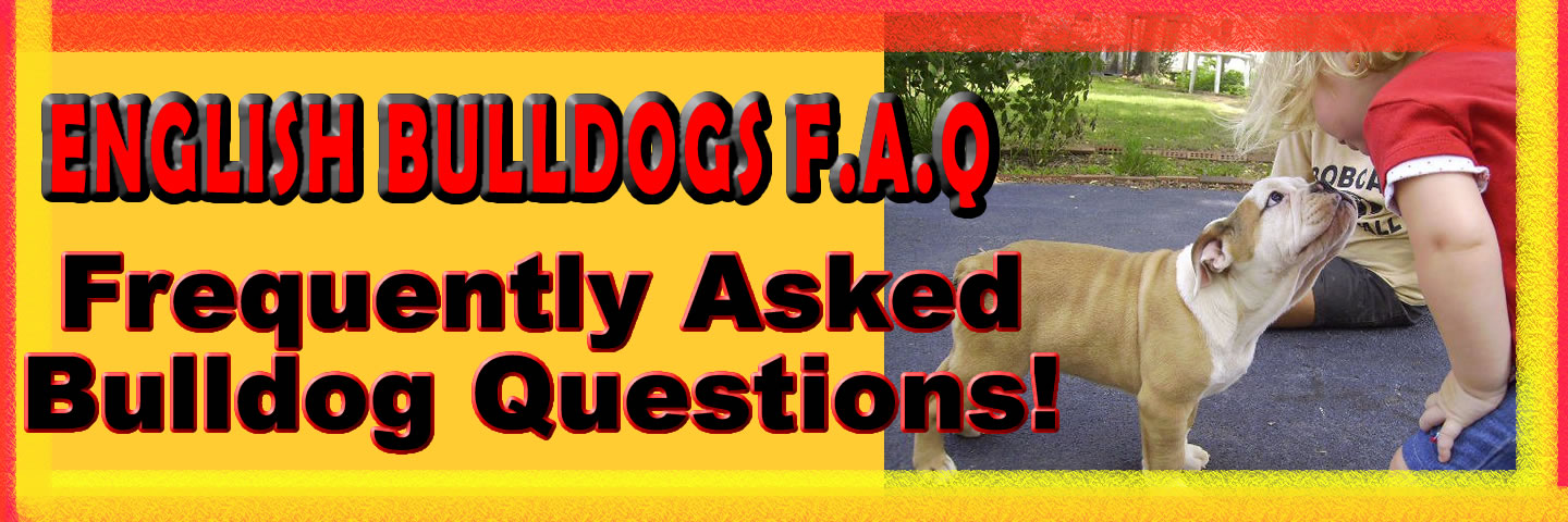 Frequently asked English Bulldog Questions FAQ Bulldog Questions