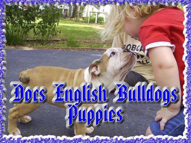 Available English Bulldog Puppies on Docs English Bulldogs Puppy Page