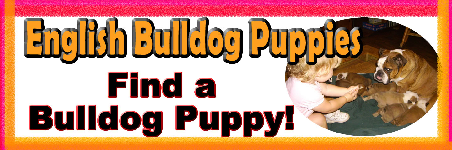 Available English Bulldog Puppies Find a English Bulldog Puppy