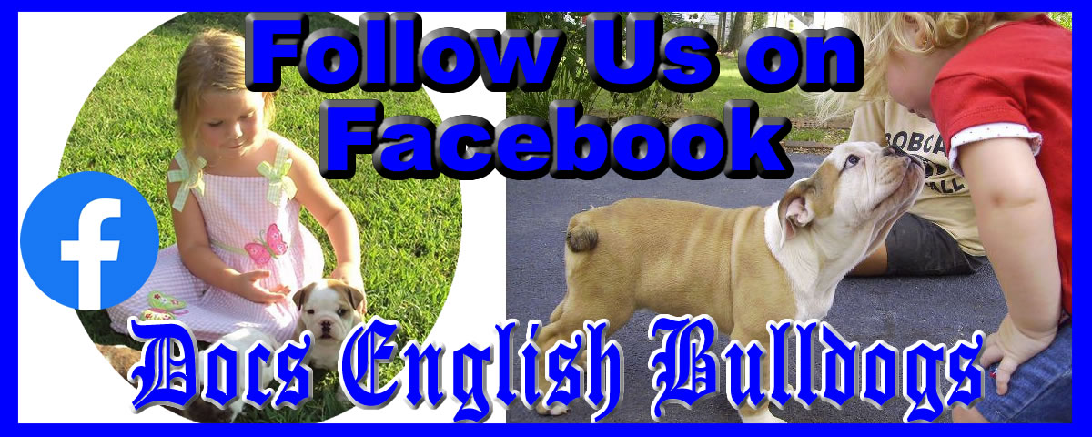 Follow Docs English Bulldogs on Facebook