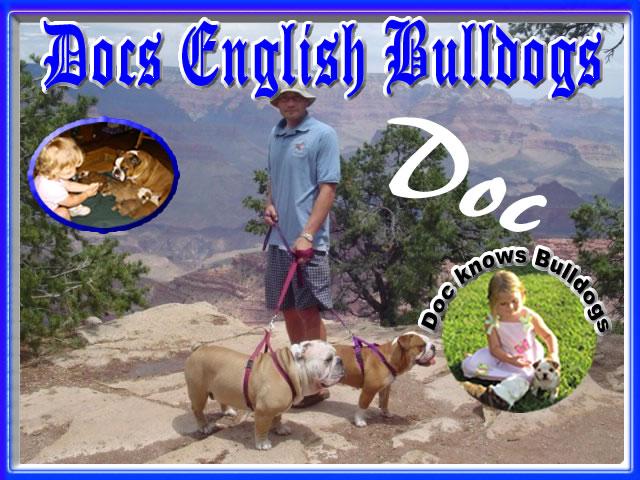 Docs English Bulldogs English Bulldog Breeder Your Bulldog Source